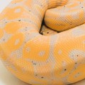Is scala better than python?