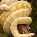 ¿debo aprender spark en scala o en python?